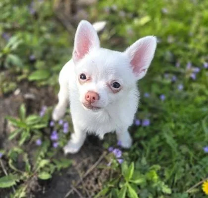 A baby small-sized female Mixed Breed dog named Flour for adoption in Hobart, IN