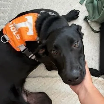 A young medium-sized male Black Labrador Retriever dog named Ziggy for adoption in Knoxville, TN