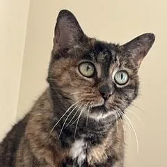 A senior large-sized female Tortoiseshell Domestic Short Hair cat named Maude for adoption in Durham, NC