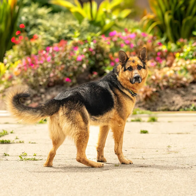 An adult large-sized male German Shepherd Dog dog named Gino for adoption in Oak Park, MI