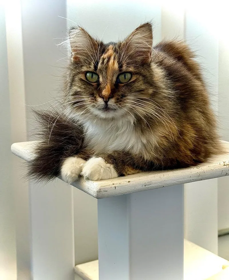 An adult small-sized female Domestic Short Hair cat named Luscious for adoption in Thousand Oaks, CA