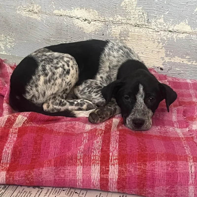 A baby small-sized female White / Cream German Shorthaired Pointer dog named Willow for adoption in Clanton, AL