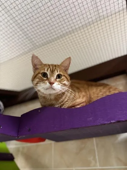 An adult medium-sized male Domestic Short Hair cat named Dave for adoption in Dodgeville, WI