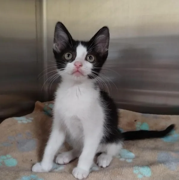 A baby small-sized female Domestic Short Hair cat named Diana for adoption in Alameda, CA
