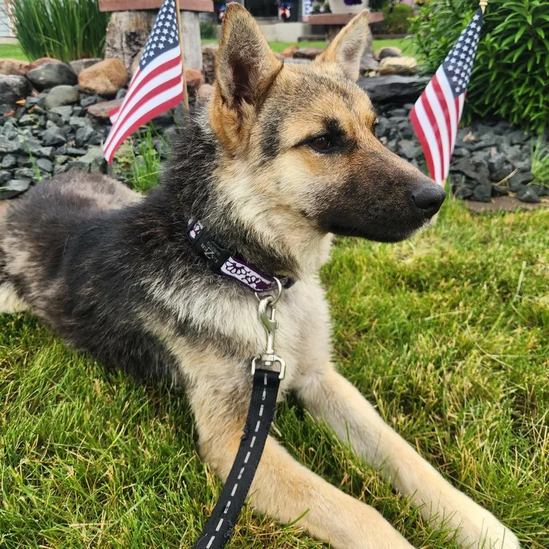 An adult medium-sized male Black Shepherd dog named Sabrino for adoption in Buffalo, MN