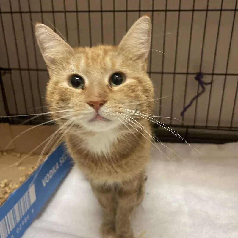A young small-sized male Orange / Red Domestic Short Hair cat named Paw Simon for adoption in Branson, MO