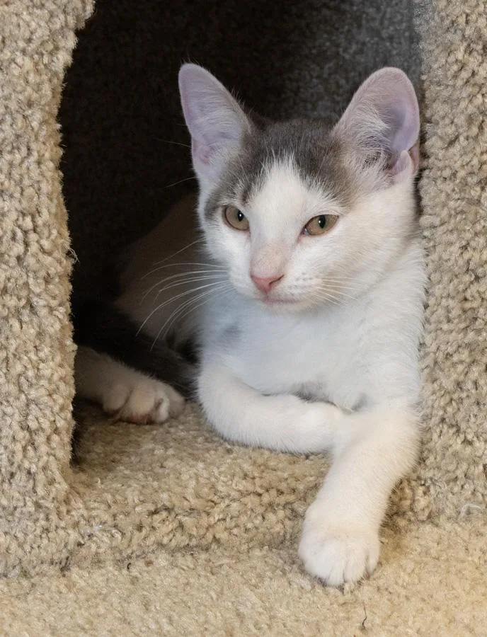 A baby medium-sized female Gray & White Domestic Short Hair cat named Candy for adoption in Englewood, NJ