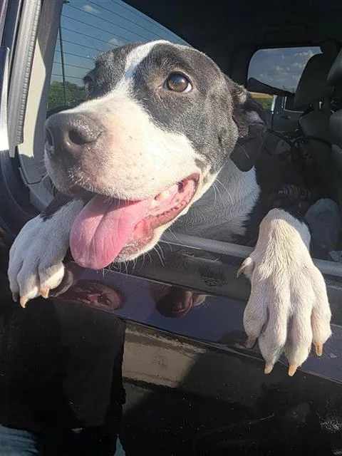 A young medium-sized female American Staffordshire Terrier dog named Bella for adoption in San Antonio, TX
