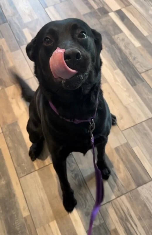 An adult large-sized female Black Mixed Breed dog named Phoenix for adoption in Osseo, MI