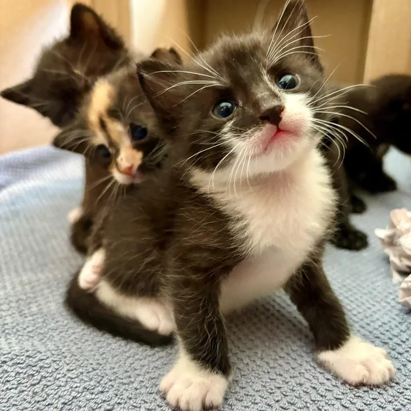 A baby small-sized male Black Domestic Short Hair cat named Anthony for adoption in Westport, CT