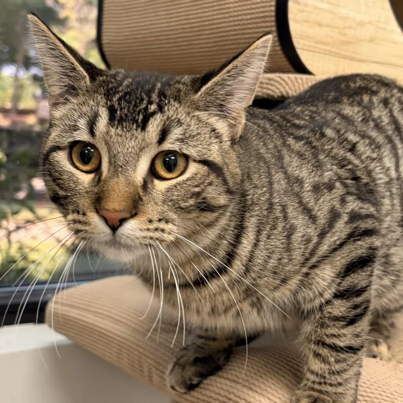 A baby medium-sized male Brown / Chocolate Domestic Short Hair cat named Manny for adoption in Naperville, IL