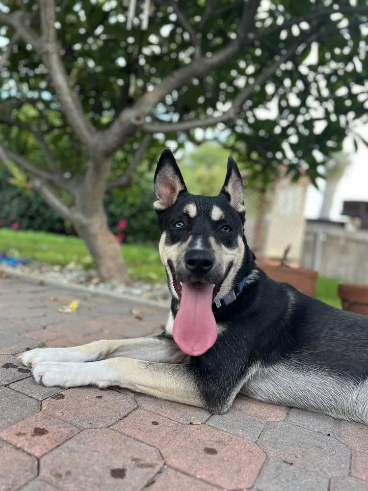 A young large-sized male Siberian Husky dog named Alpo  Fka Turbo for adoption in San Diego, CA
