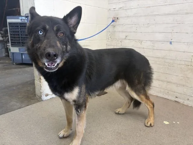 An adult large-sized male German Shepherd Dog dog named Radish for adoption in San Bernardino, CA