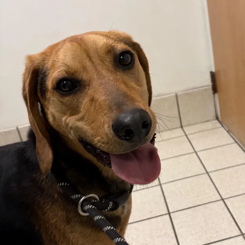 A young medium-sized male Black Mixed Breed dog named Aster for adoption in Charleston, WV