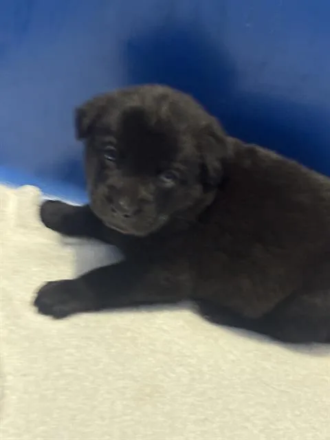 A baby medium-sized female Mixed Breed dog named Tory for adoption in Dallas, TX