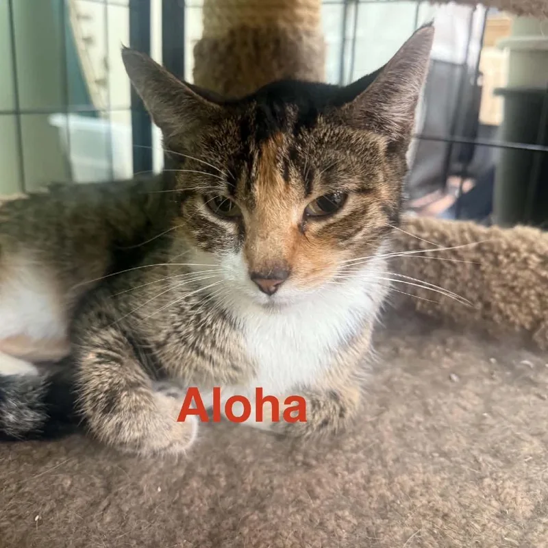 Aloha thumbnail 2