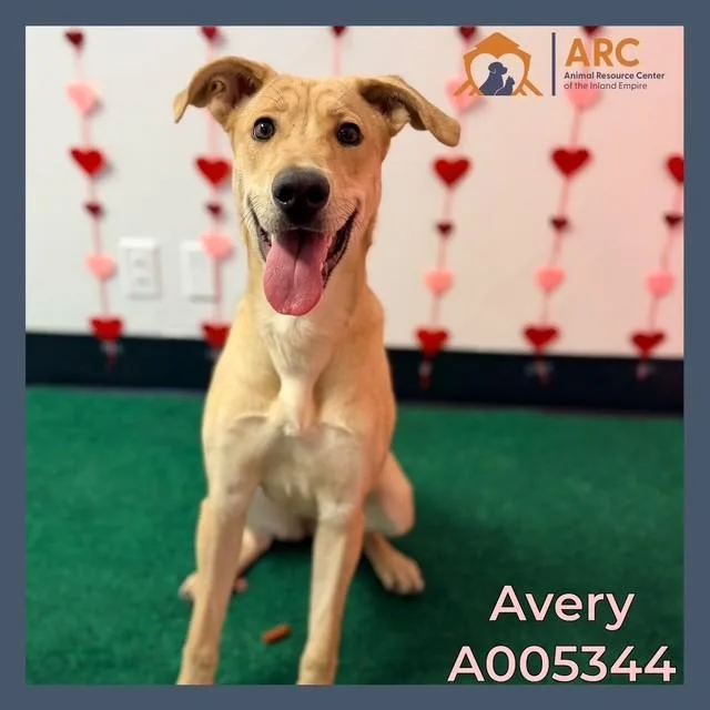 Avery thumbnail 3