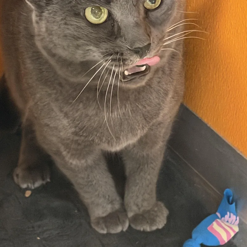 An adult medium-sized female Gray / Blue / Silver Domestic Short Hair cat named Uno for adoption in Elyria, OH