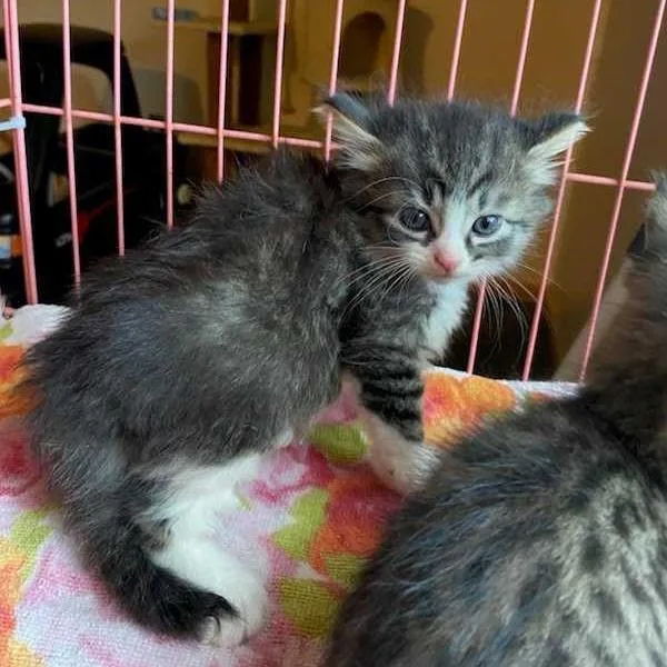 A baby small-sized female Brown / Chocolate Domestic Short Hair cat named Ari for adoption in Jefferson city, TN