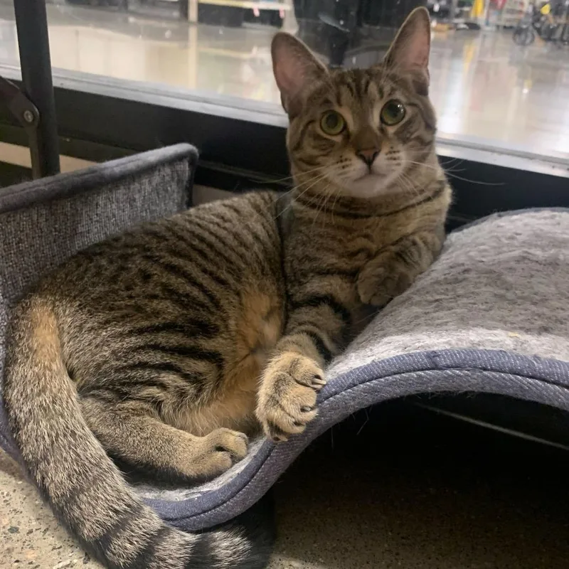 Snickers thumbnail 2