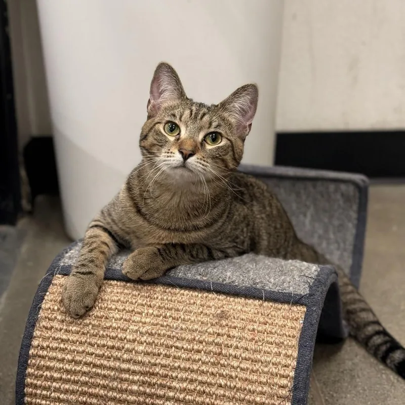 Snickers thumbnail 3