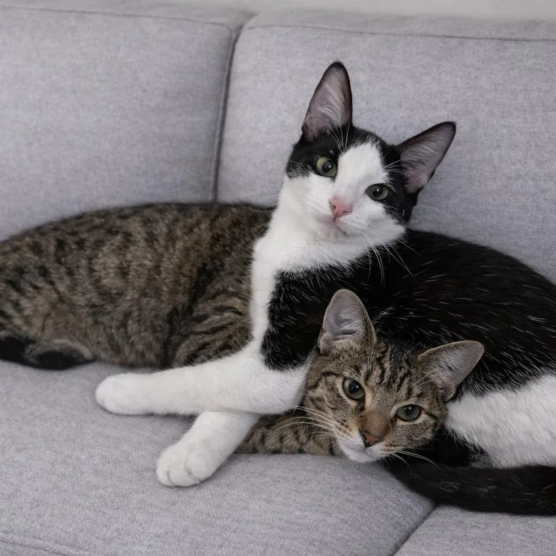 Snickers thumbnail 4