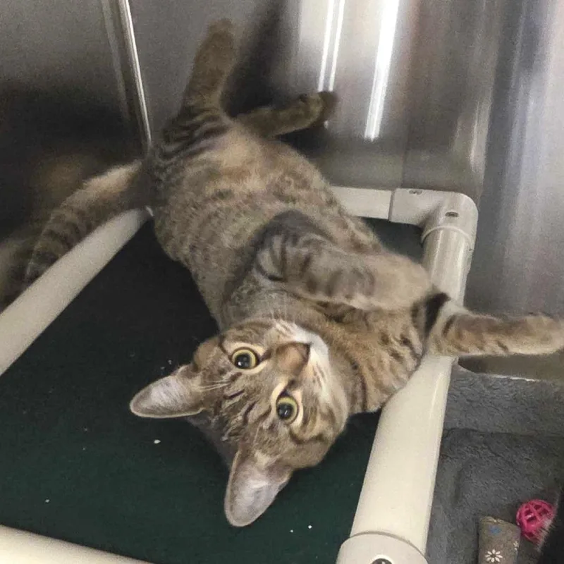 Snickers thumbnail 5