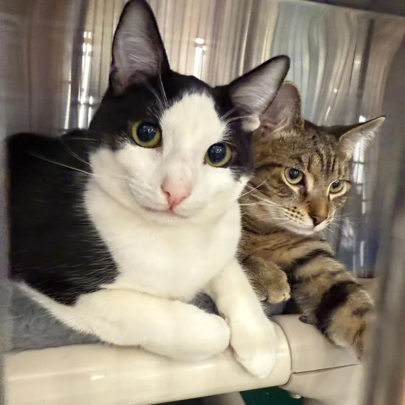 Snickers thumbnail 6