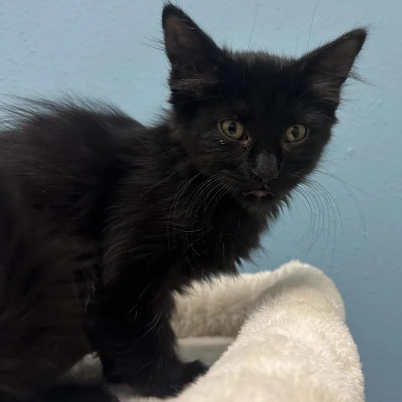 A baby small-sized female Black Domestic Medium Hair cat named Moondance for adoption in Park City, UT