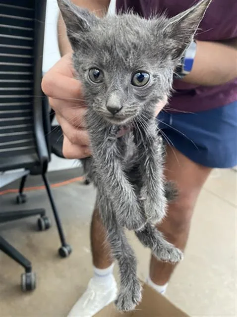 A baby medium-sized male Domestic Short Hair cat named Pepper for adoption in Dallas, TX