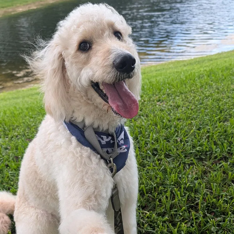 A young large-sized male White / Cream Golden Retriever dog named Cooper for adoption in Fort Lauderdale, FL