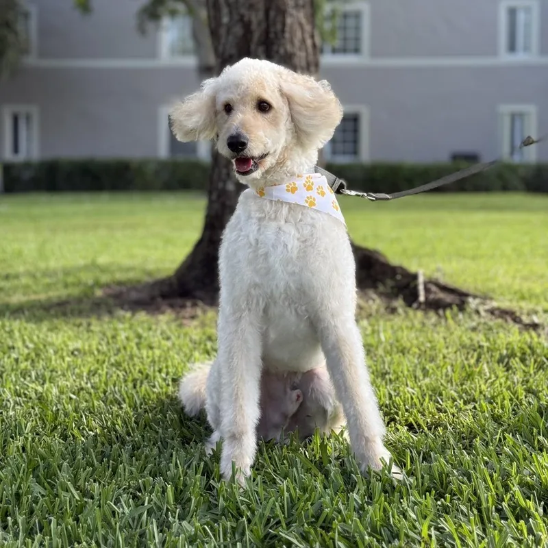 Cooper thumbnail 3
