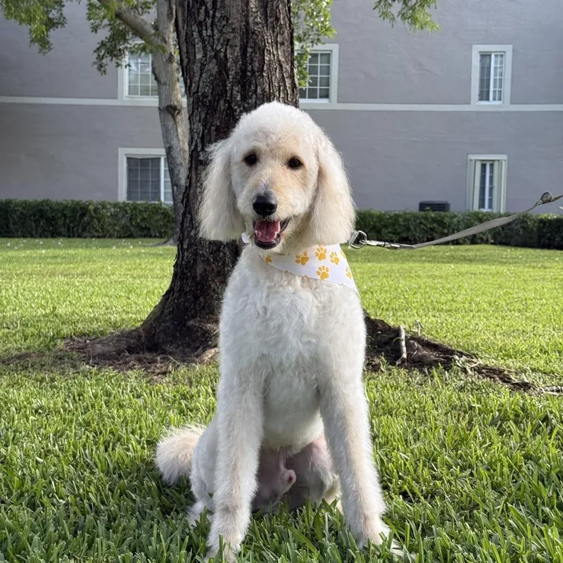 Cooper thumbnail 4