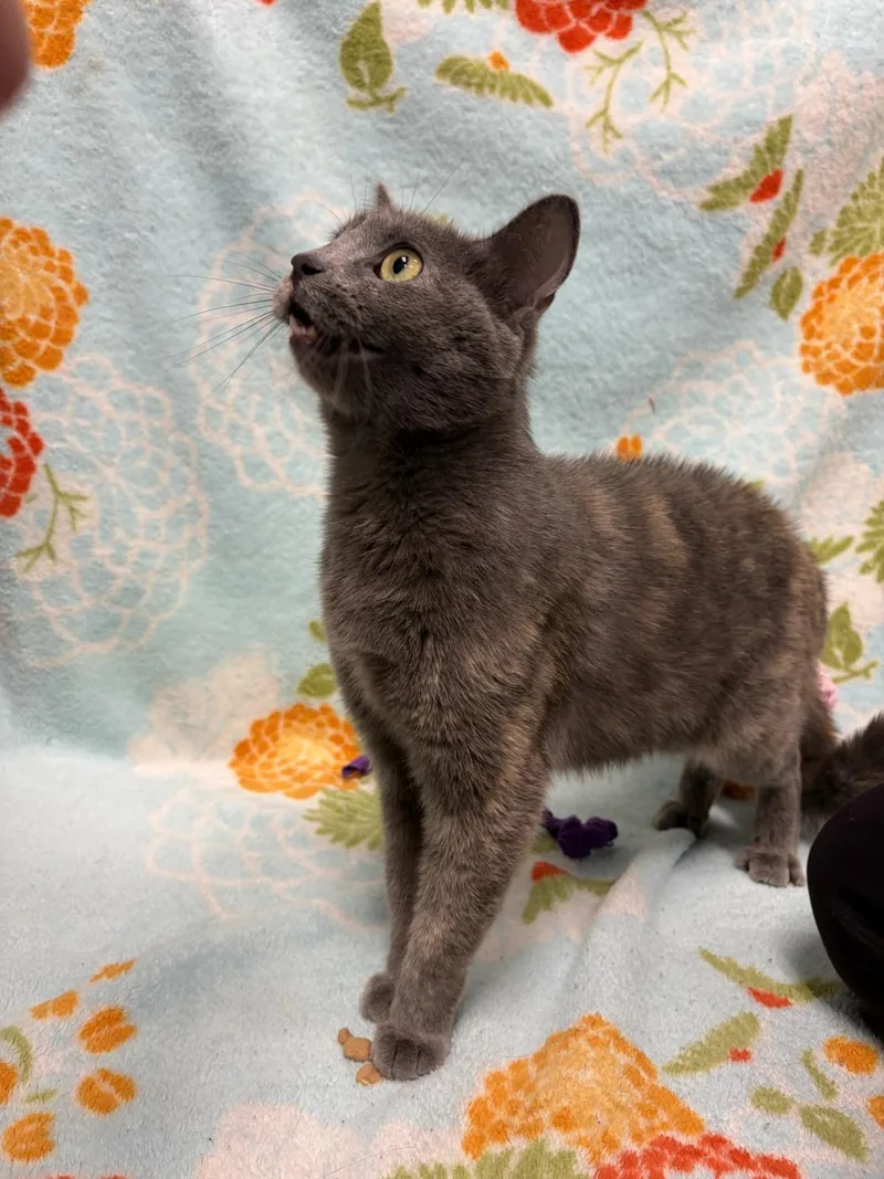 A young medium-sized female Tortoiseshell Domestic Short Hair cat named Amber for adoption in Urbana, IL
