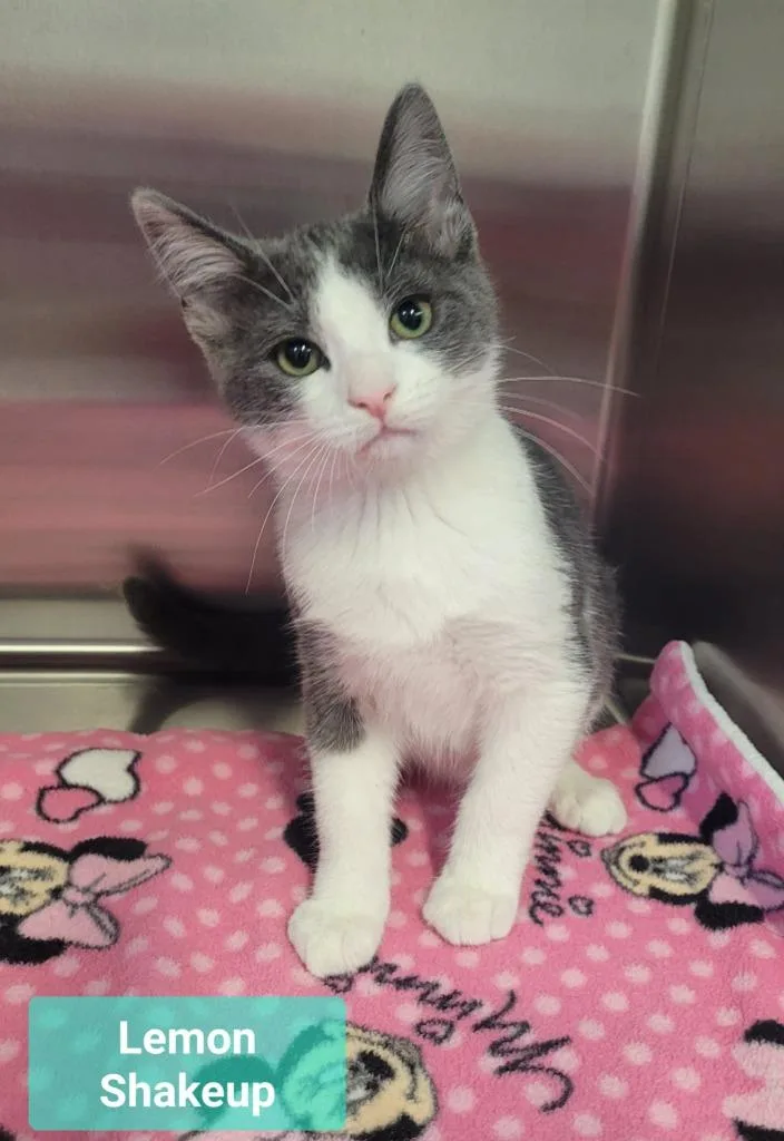 A baby small-sized male Domestic Short Hair cat named Lemon Shakeup for adoption in Richmond, IN