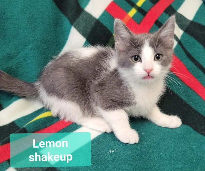 Lemon Shakeup thumbnail 2