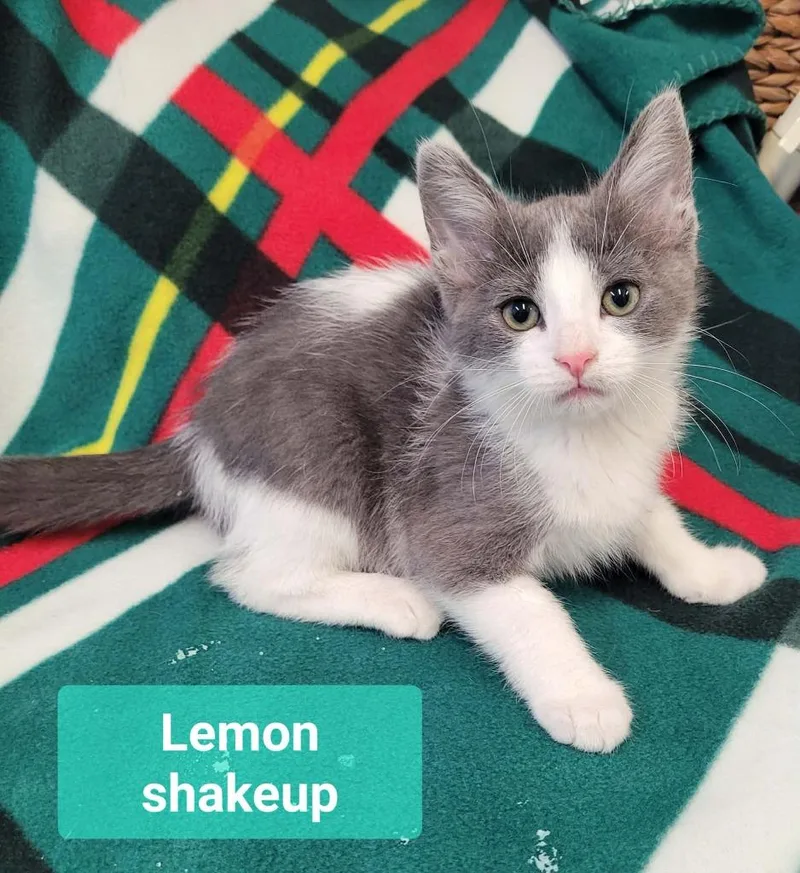 Lemon Shakeup thumbnail 4