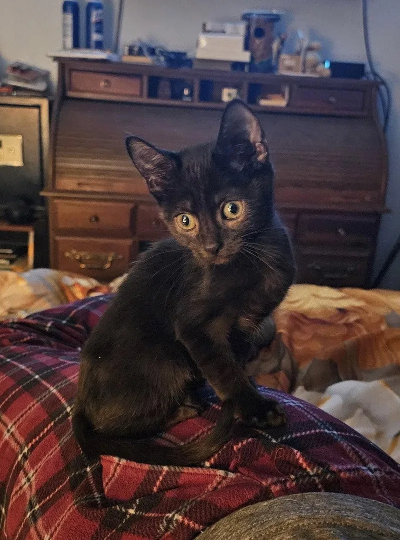 A baby medium-sized male Domestic Short Hair cat named Paw Paw for adoption in Trenton, NJ