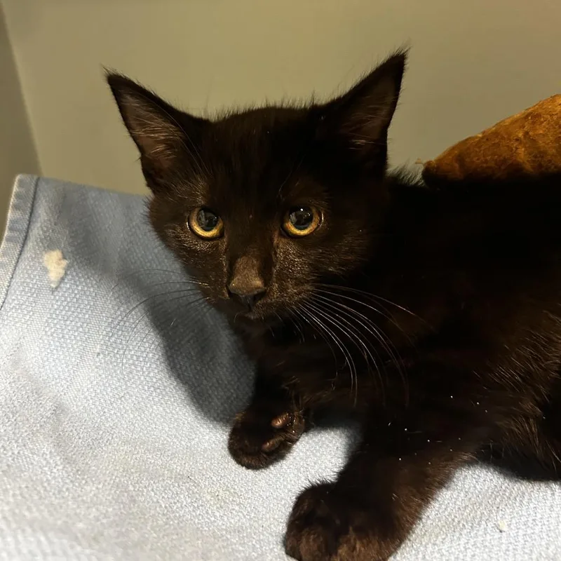A baby small-sized female Black Domestic Short Hair cat named Jellyfish for adoption in Chattanooga, TN
