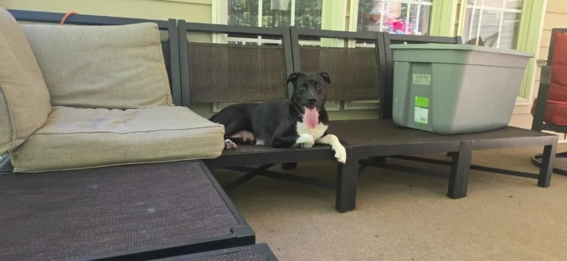 A young medium-sized female Mixed Breed dog named Magic Mama for adoption in Raleigh, NC