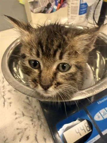 A baby small-sized female Domestic Medium Hair cat named Sally for adoption in San Martin, CA