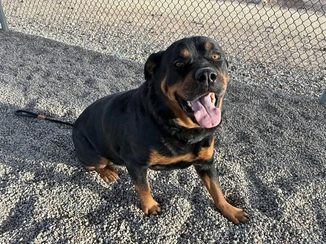 An adult large-sized male Rottweiler dog named Beast for adoption in Mesa, AZ