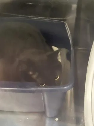 An adult large-sized male Domestic Short Hair cat named Henry for adoption in Fishers, IN