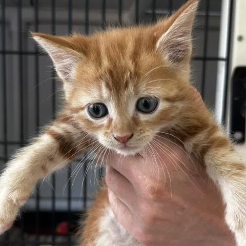 A baby small-sized male Torbie American Shorthair cat named Sabino for adoption in Poplar Bluff, MO