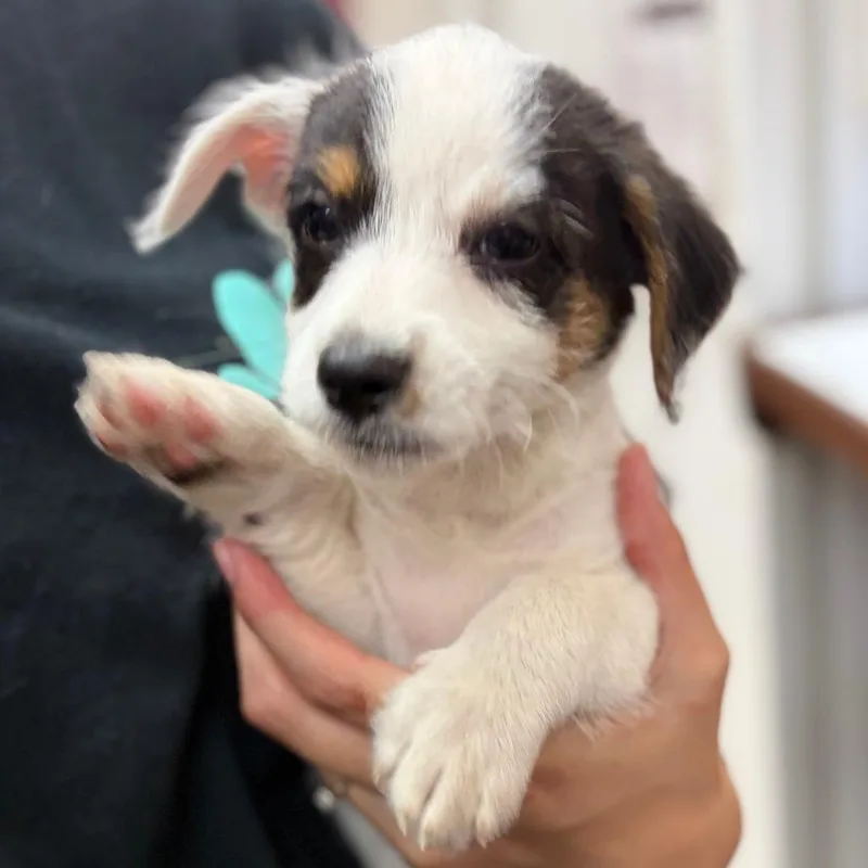 A baby small-sized male Chihuahua dog named Wally for adoption in Ardmore, OK