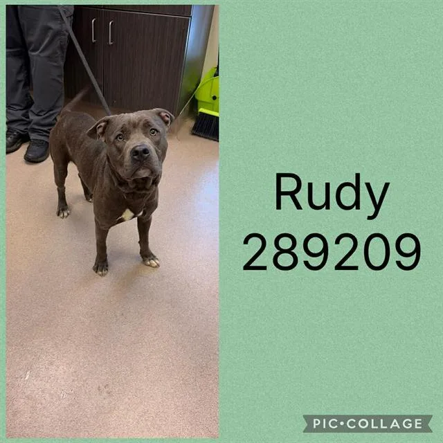 A young medium-sized male Pit Bull Terrier dog named Rudy for adoption in Macon, GA