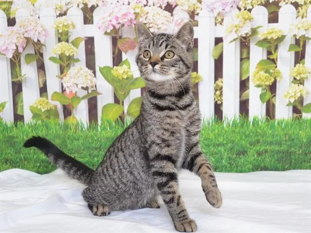 A baby small-sized male Domestic Short Hair cat named Ben for adoption in Oroville, CA