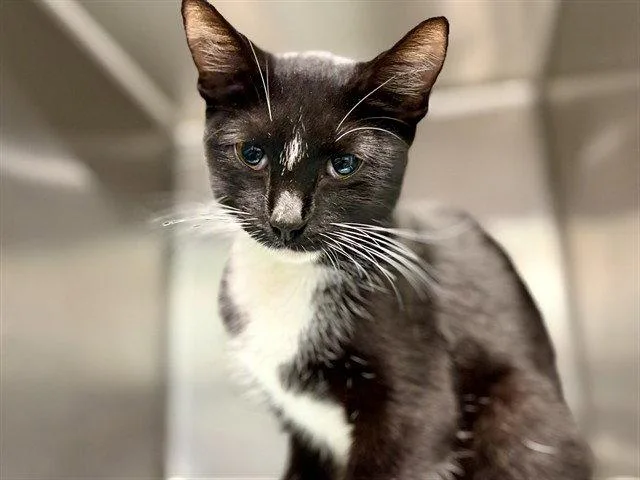 An adult medium-sized female Domestic Short Hair cat named Rose for adoption in Tavares, FL