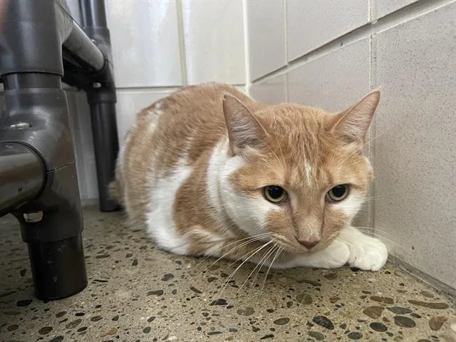 An adult large-sized male Domestic Short Hair cat named Mango for adoption in Auburn, CA