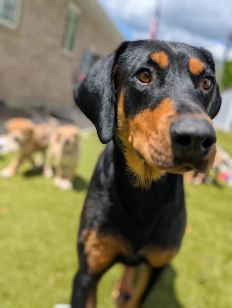 An adult large-sized female Doberman Pinscher dog named Mama Hope for adoption in Midway, UT